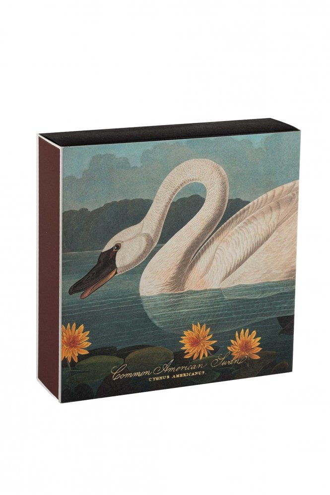 Archivist Common American Swan