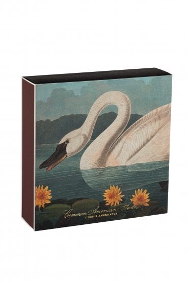Common American Swan