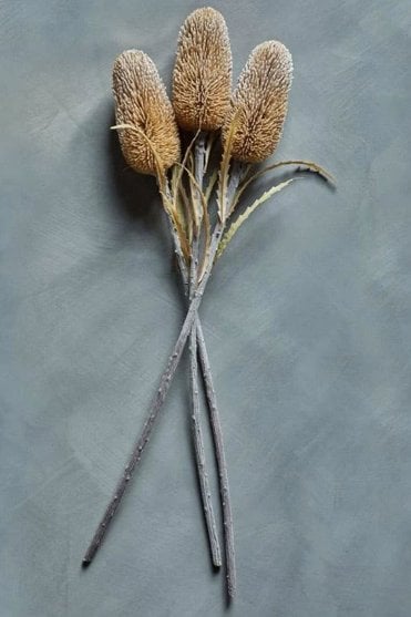 Banksia Cinnamon