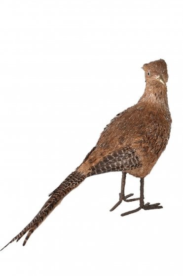 Female Pheasant
