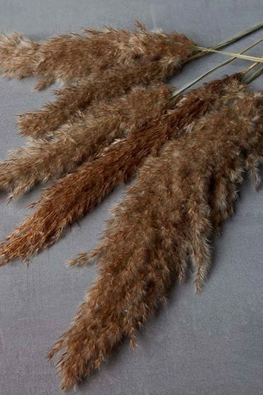 Reed Grass