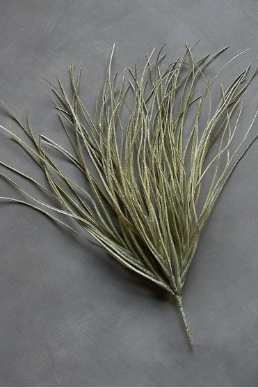 Savannah Grass