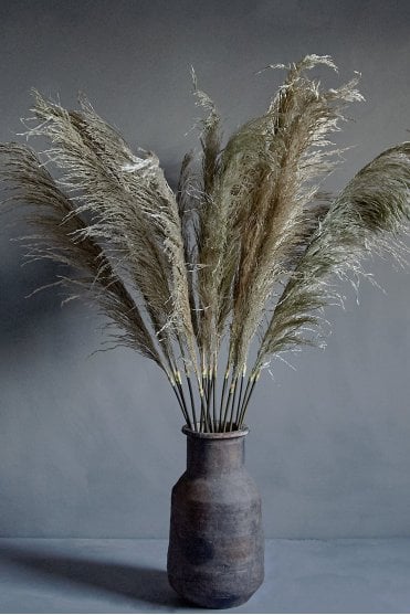 Single Pampas