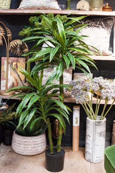 5ft Green Dracaena Plant