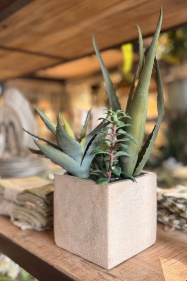 Assorted Cactus in Grey Pot