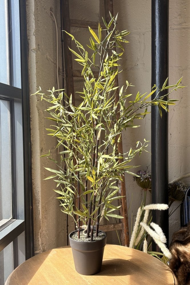 The Home Collection Bamboo Tree in Pot