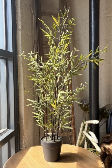 Bamboo Tree in Pot