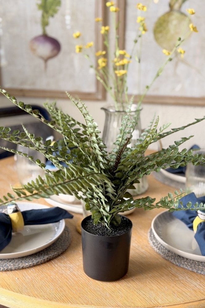 The Home Collection Button Fern In Pot