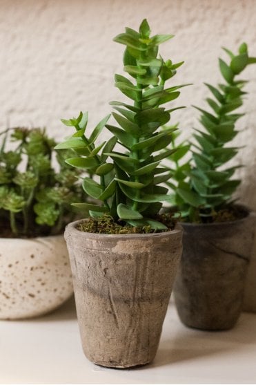 Echevera with Moss in Pot