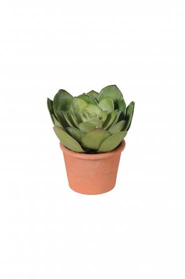 Echeveria in Terracotta Pot