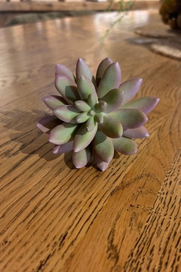 Echeveria Napkin Ring 10 x 10 cms
