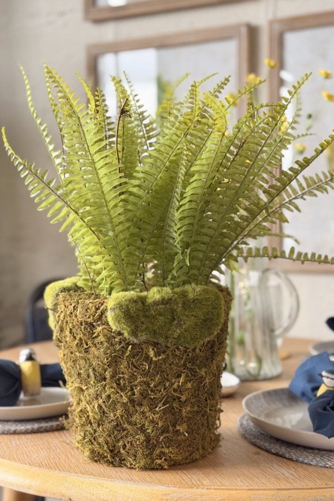 The Home Collection Fern Plant With Moss
