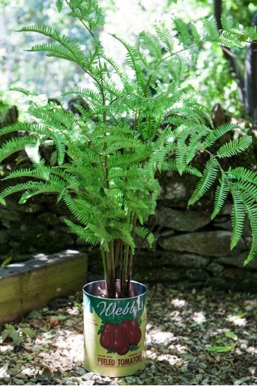 Fern Tree in pot