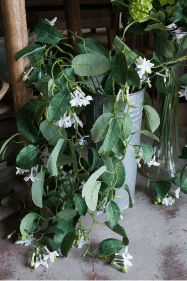 Hanging Jasmine Spray