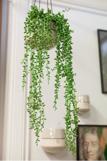 Hanging Vine
