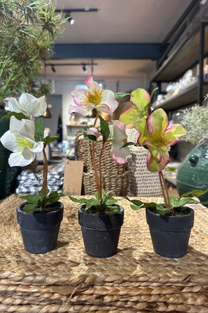 The Home Collection Hellebore in Pot set of 3