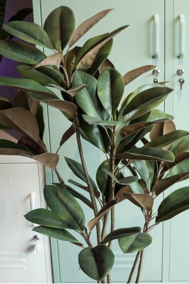 Magnolia Denudata Tree