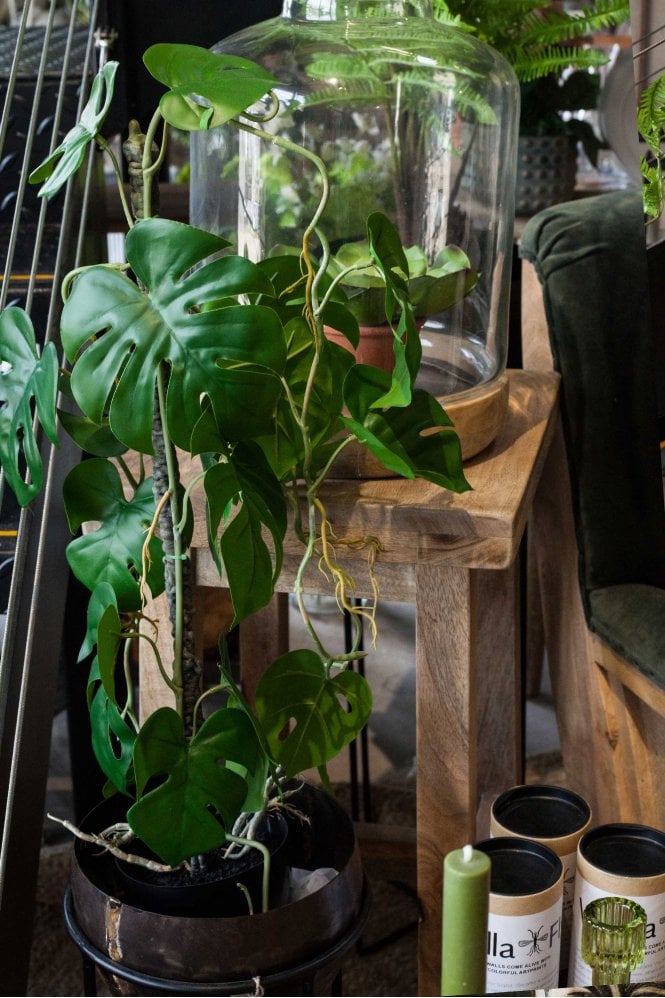 The Home Collection Monsteria Plant in Pot