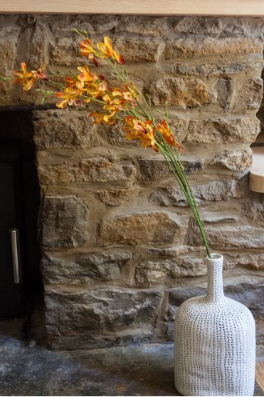 Orange Amaranthus Stem