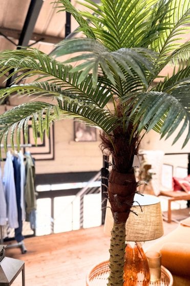 Ornamental Palm Tree in Black Pot