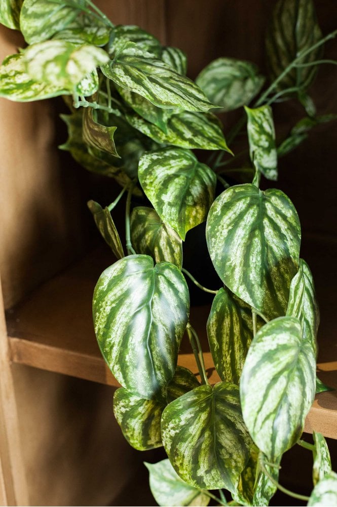 The Home Collection Peperomia Hanging in Black Pot