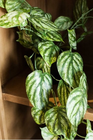 Peperomia Hanging in Black Pot