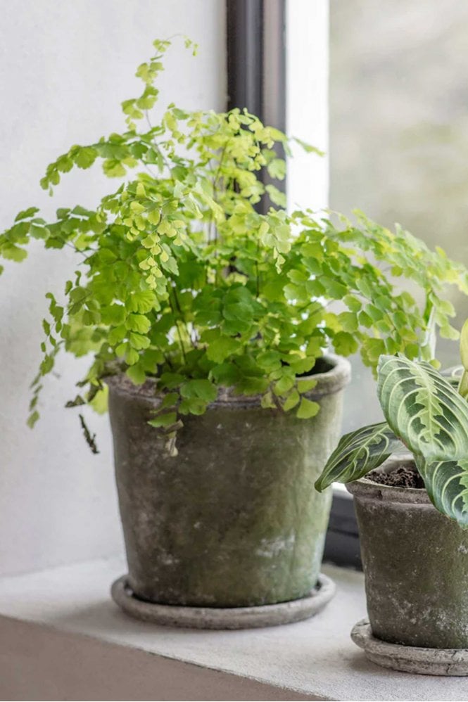 The Home Collection Pewsey Large Planter