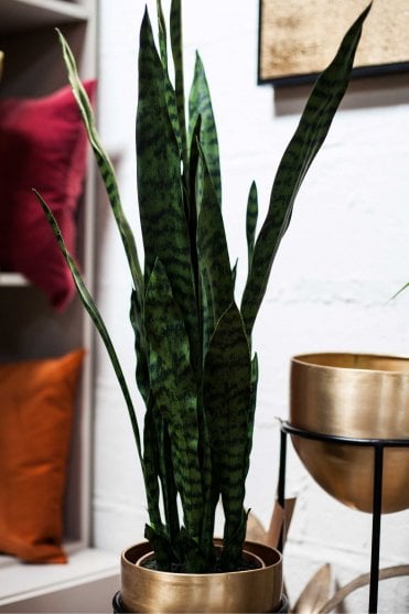 Sanseriveria Plant in Pot