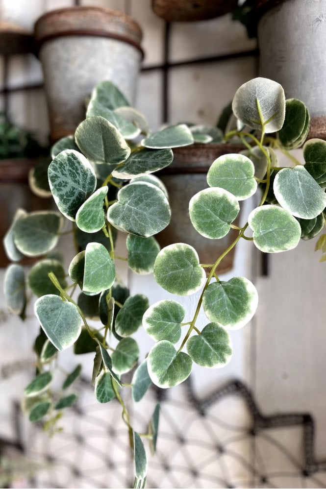 The Home Collection Saxifraga Hanging Pot