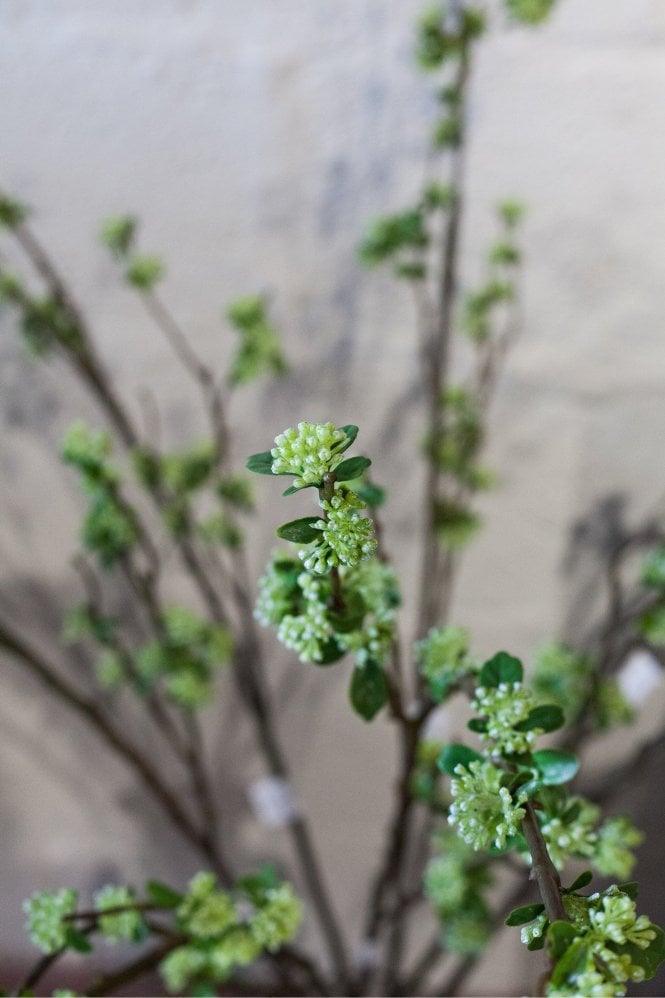 The Home Collection Skimmia Tall Stem