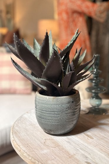 Small Aloe Vera in Clay Pot