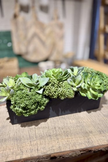 Succulent and Skimmia Arrangement in Grey Planter