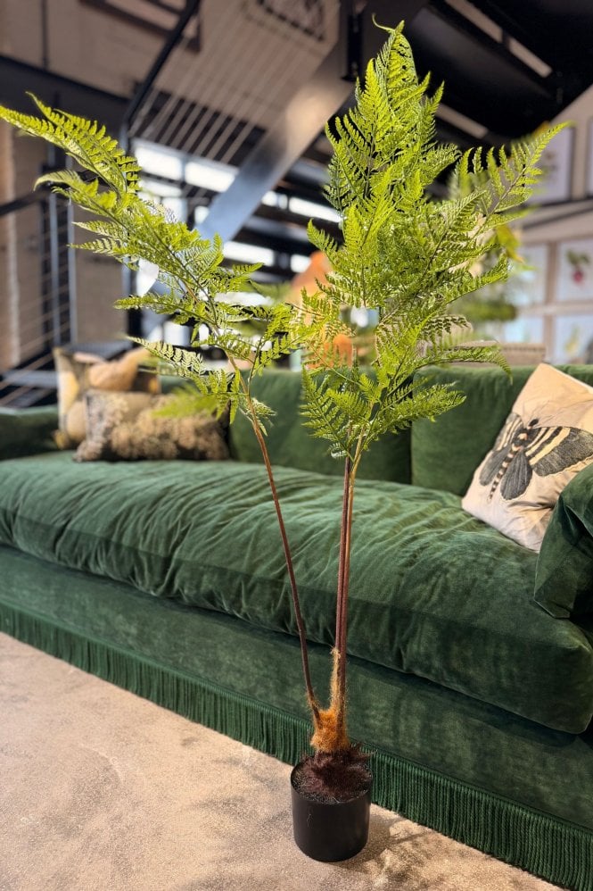 The Home Collection Sword Fern Plant in Pot
