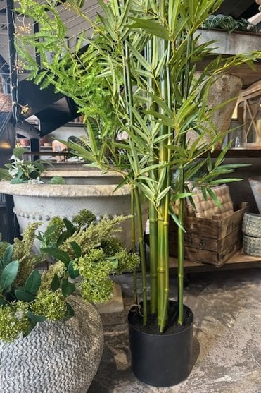 Tall Bamboo Tree in Pot