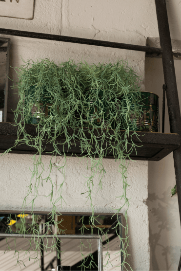 Tillandsia in Black Pot