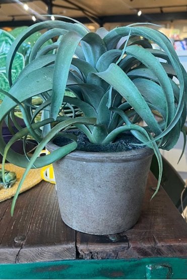 Tillandsia Large Plant in Pot