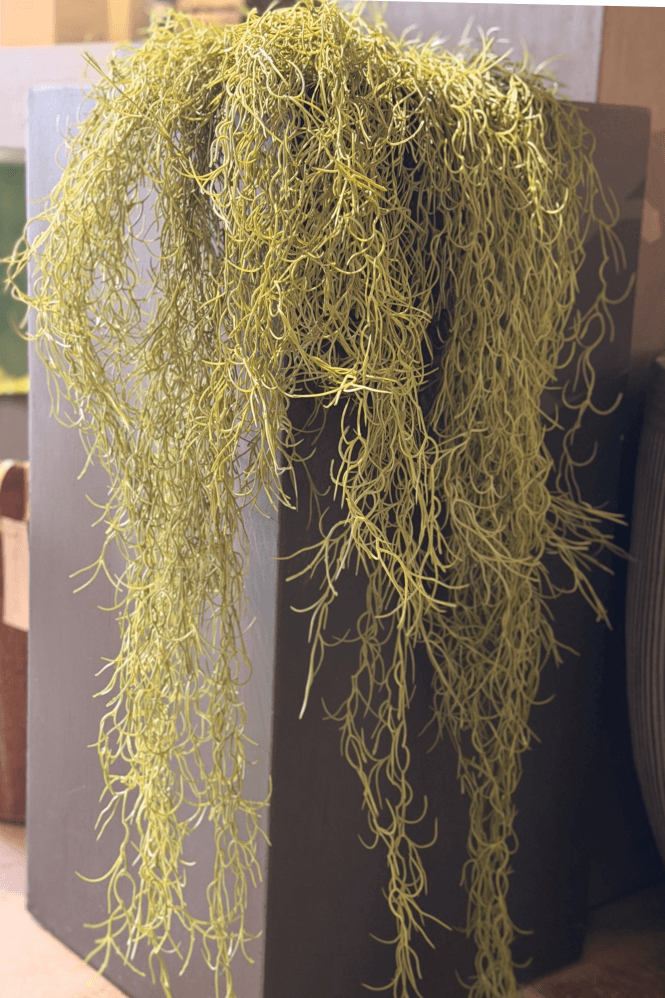 The Home Collection Trailing Spanish Moss Bush