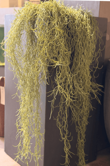 Trailing Spanish Moss Bush