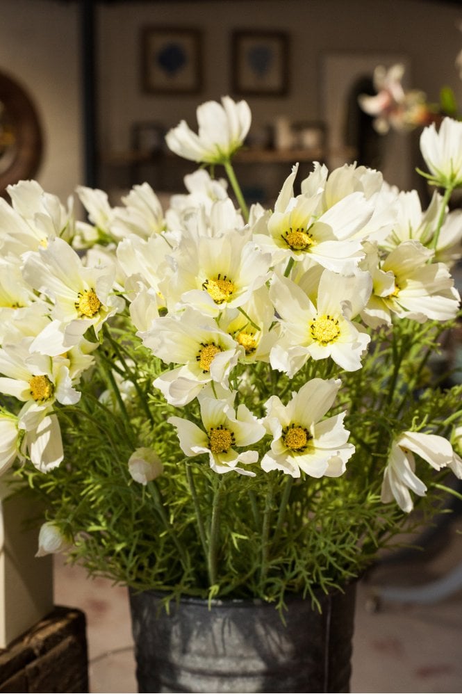 The Home Collection White Cosmos Spray