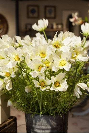 White Cosmos Spray