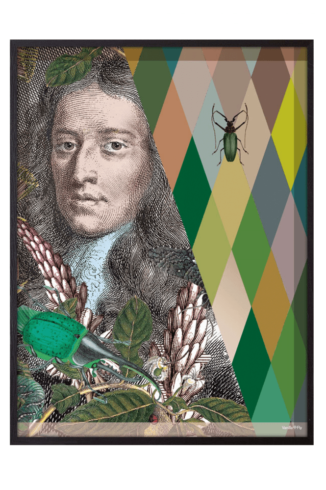 Vanilla Fly Checker Lord Beetle Poster 30 x 40cm