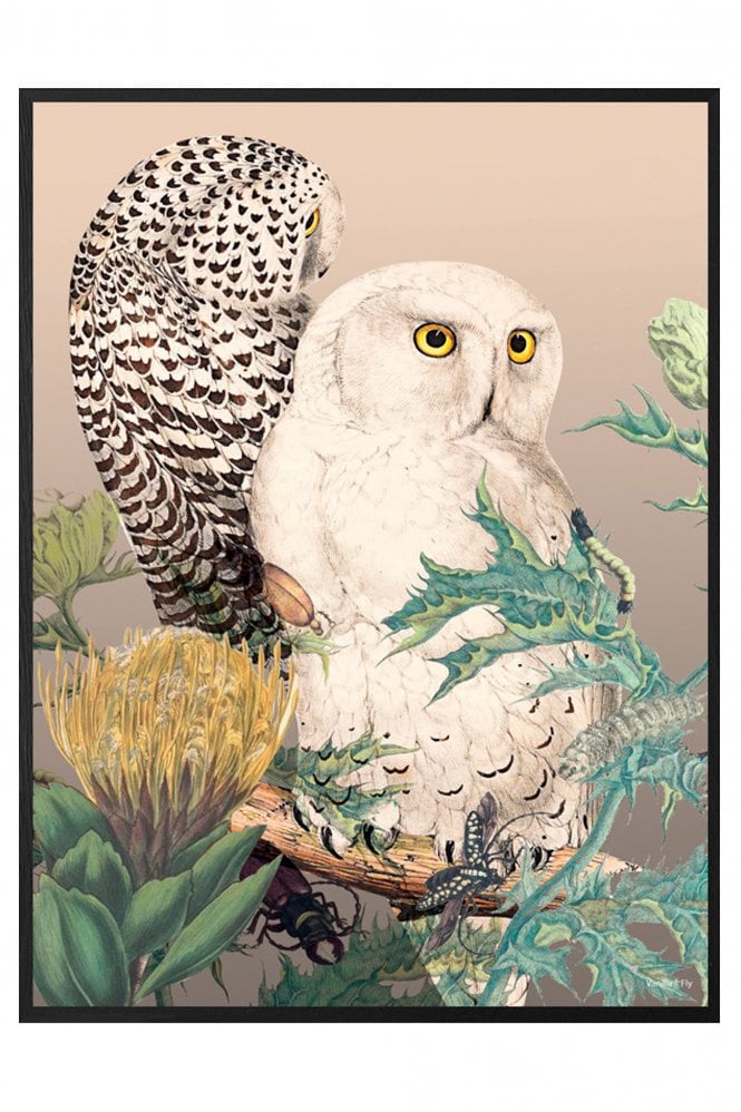 Vanilla Fly Owls Poster