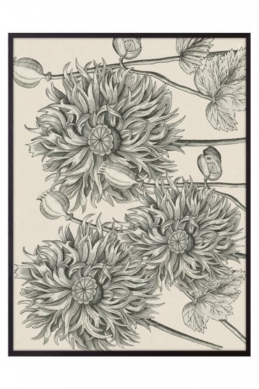 White Poppy Poster